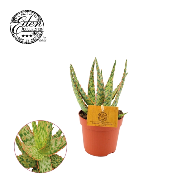 <h4>Aloe Hybride 10,5cm</h4>