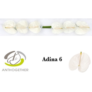 ANTH A ADINA 6 Small Pack
