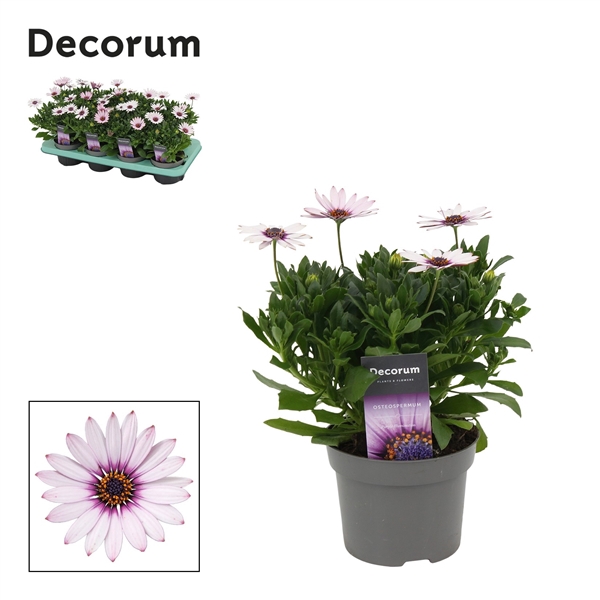 <h4>Osteospermum Purple Illumination Decorum</h4>