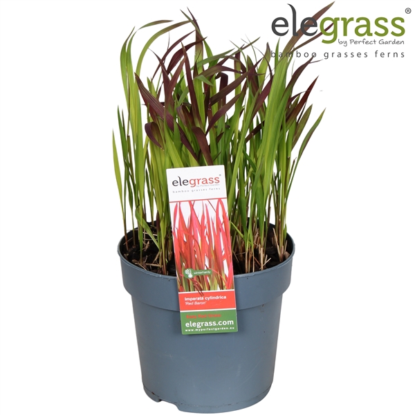 <h4>Imperata cylindrica 'Red Baron' P14</h4>