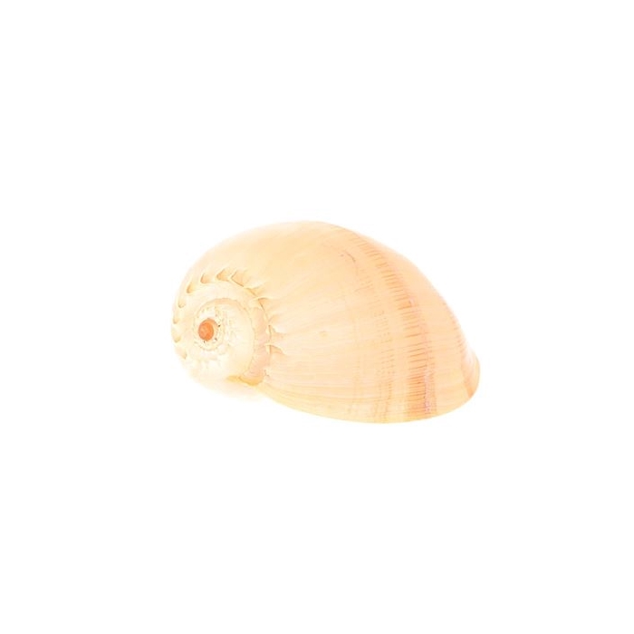 <h4>Shell Melo Diadema D20</h4>