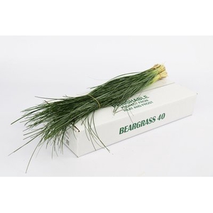 Leaf beargrass