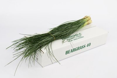 <h4>Leaf beargrass</h4>