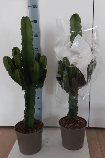 Euphorbia Ingens 21Ø 90cm
