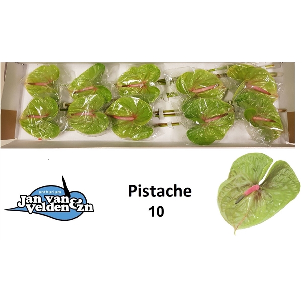 <h4>Pistache 10</h4>