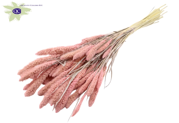 Setaria per bunch intense frosted pink
