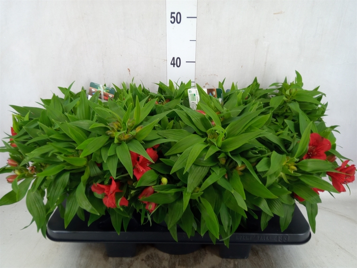 <h4>Alstroemeria  'Colorita Red'</h4>