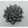 Echeveria Agavoides Glitter Silver Cutflower Wincx-8cm