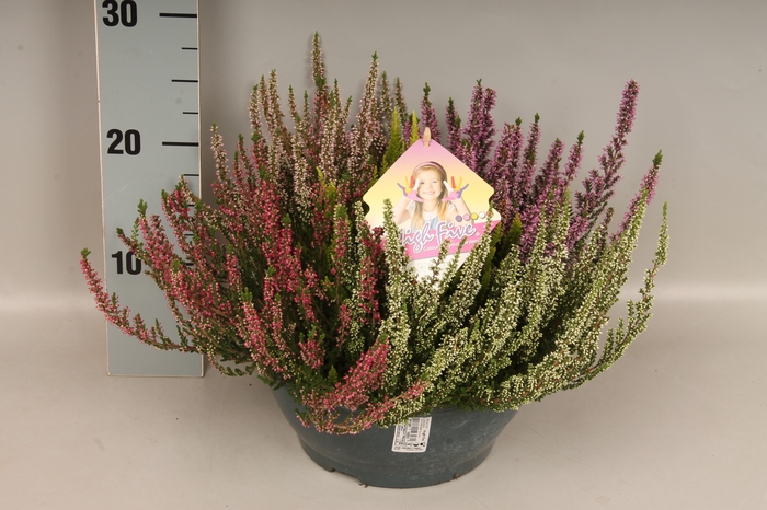 Calluna vulgaris 23cm Beauty Lady® 'High Five' schaal 23cm + label