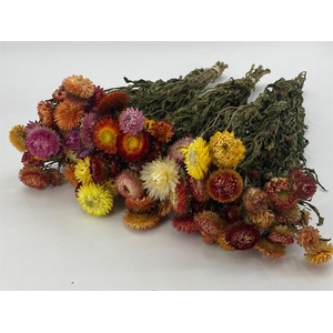 DRIED FLOWERS - HELICHRYSUM MIXED