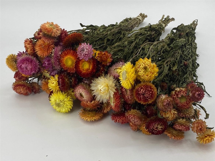 DRIED FLOWERS - HELICHRYSUM MIXED