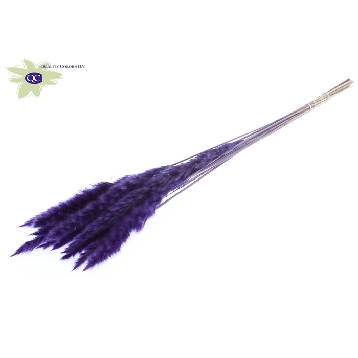 <h4>Fluffy Pampas L80 10 st/bunch Purple</h4>