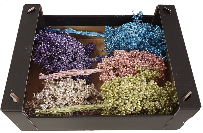 Pepperberries per bunch in poly Mixed colours Pearl