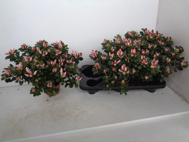 Rhododendron simsii Sachenstern 14Ø 37cm 37Ø