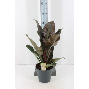 Philodendron Imperial Red P19