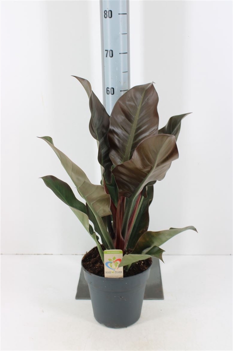 <h4>Philodendron Imperial Red P19</h4>