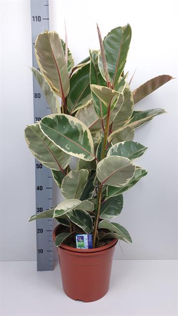 Ficus Tineke 27Ø 110cm