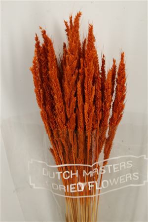 <h4>Dried Pinion Grass Orange Bunch</h4>