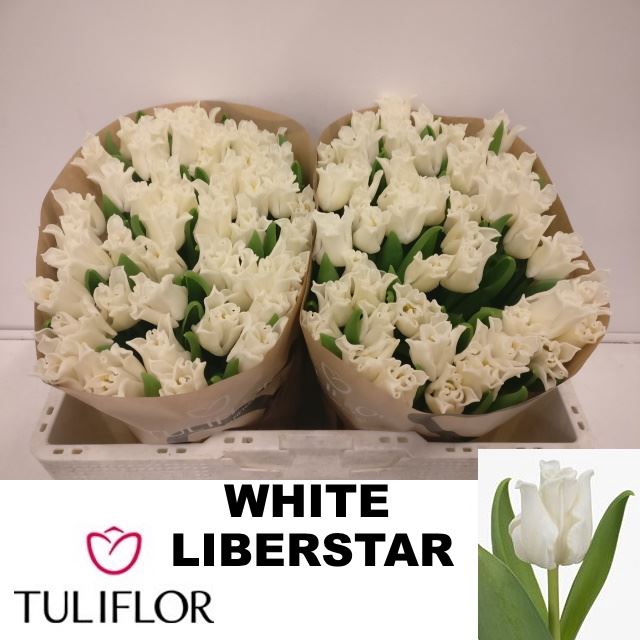 <h4>Tulipa (Cor. (Coronet Grp) White Li</h4>