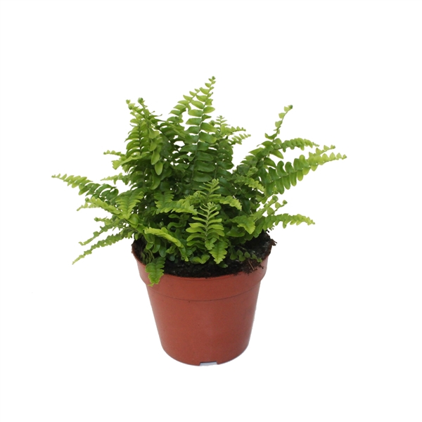 <h4>Nephrolepis Green Lady - Compact</h4>