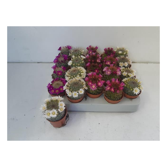 <h4>Cactus Flowering 5,5Ø 10cm</h4>