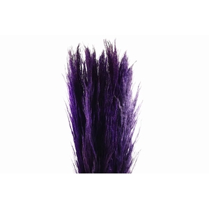 Cortaderia Purple