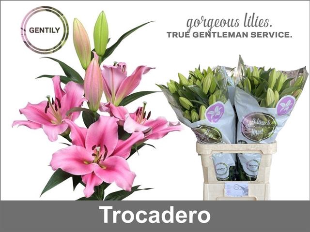 <h4>Lilium or trocadero</h4>