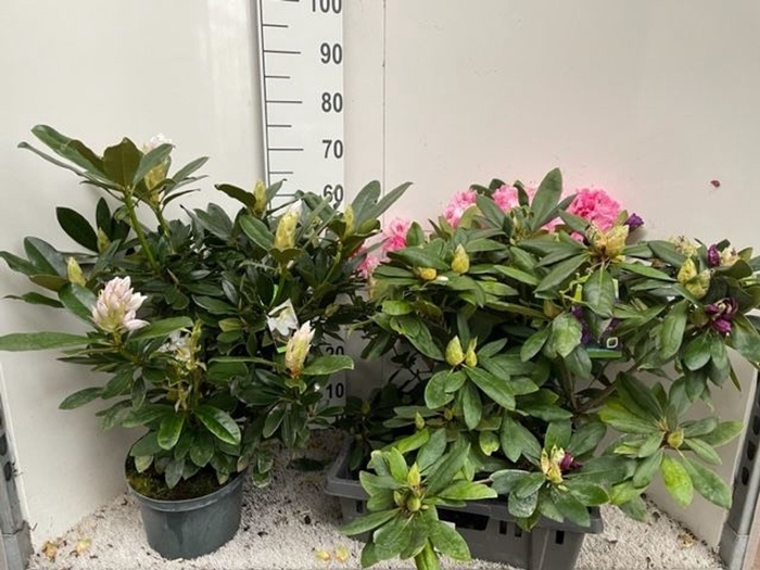 <h4>Rhododendron gemengd</h4>
