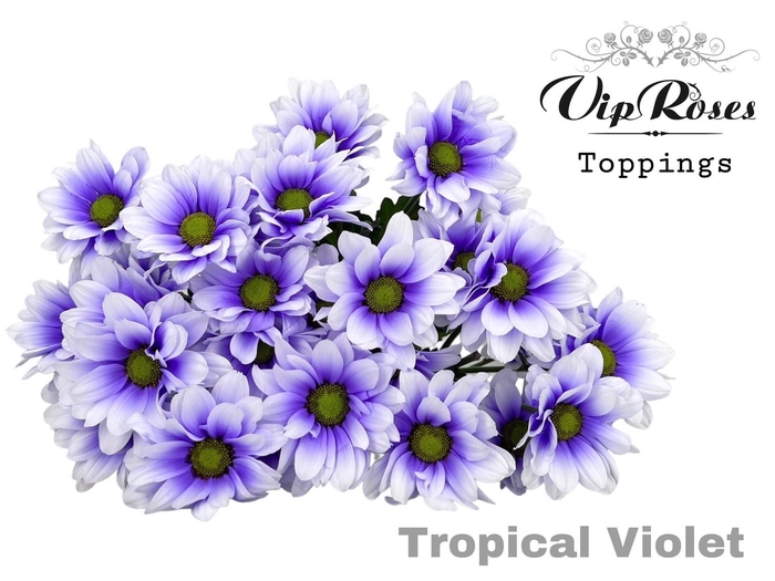 <h4>Chr T Pnt Tropic Violet</h4>