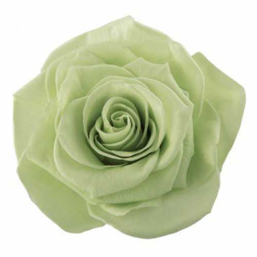 Rose Monalisa Lime Green
