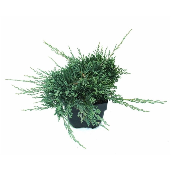 <h4>Juniperus horizontalis 'Wiltonii' P17</h4>