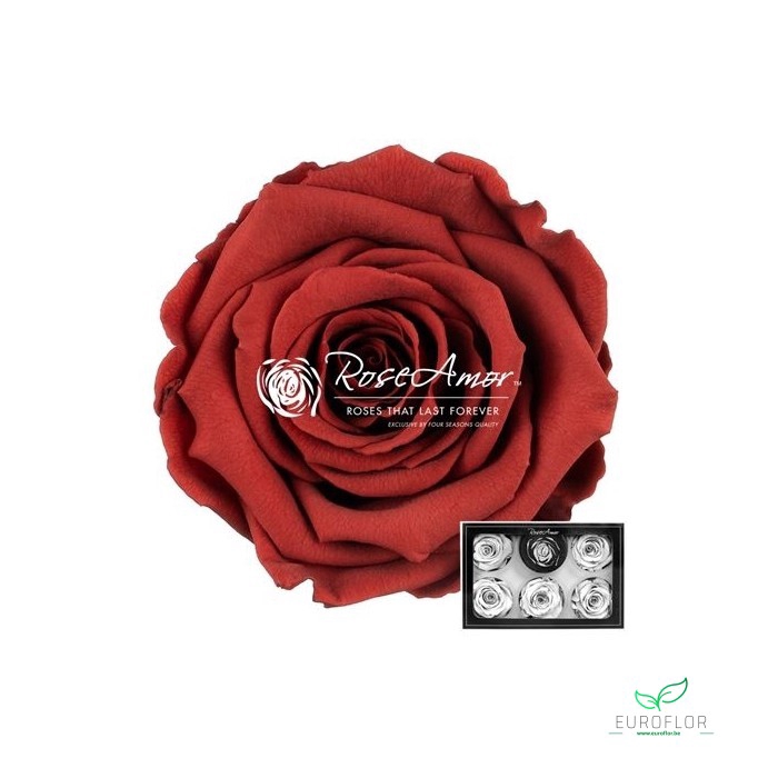 <h4>PRESERVED ROSES XL GRP-01</h4>