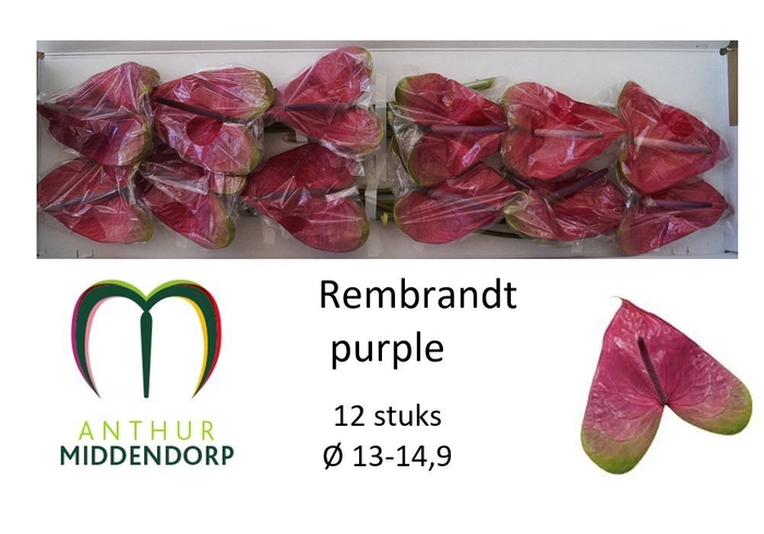 <h4>Anth Rembrandt Purple</h4>