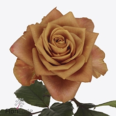 <h4>Rosa la garden symbol</h4>