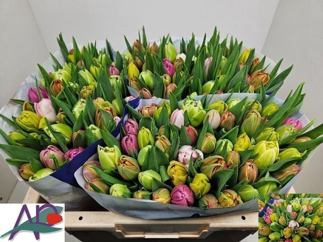 <h4>Tulipa dubb. dubbel gemengd</h4>