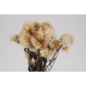 Helichrysum white per bunch