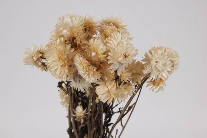 Helichrysum white per bunch