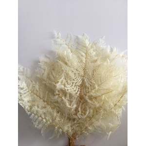 DRIED FLOWERS - BRACKENFERN PRESERVED BLEACHED 10PCS