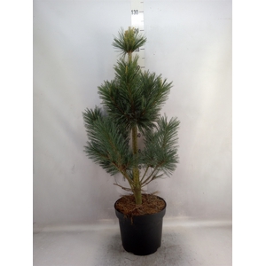 Pinus densiflora 'Umbraculifera'