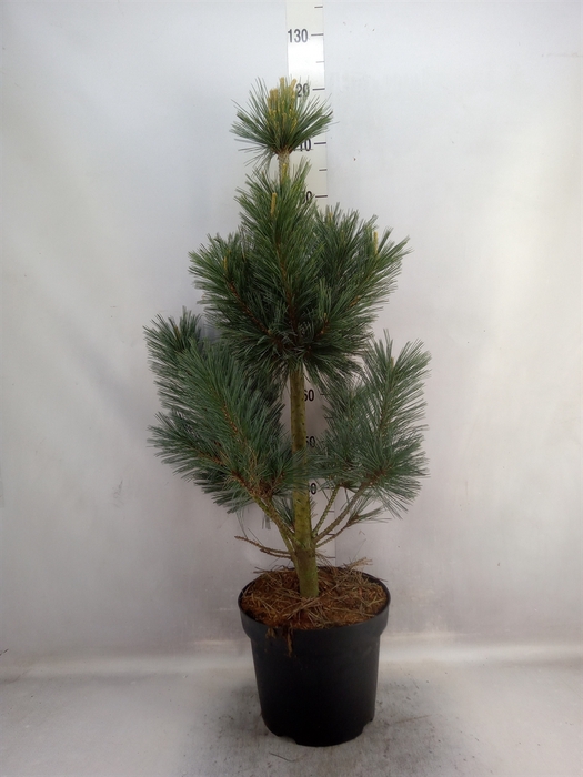 <h4>Pinus densiflora 'Umbraculifera'</h4>
