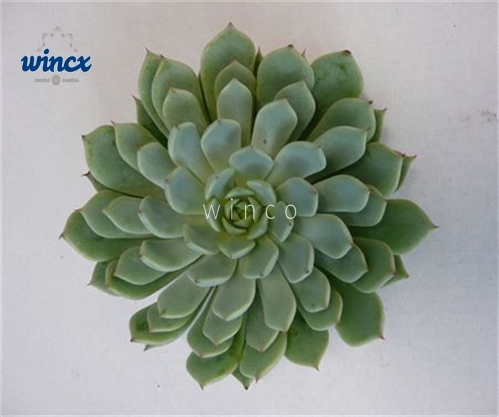 Echeveria derenbergii blue cutflower wincx-5cm