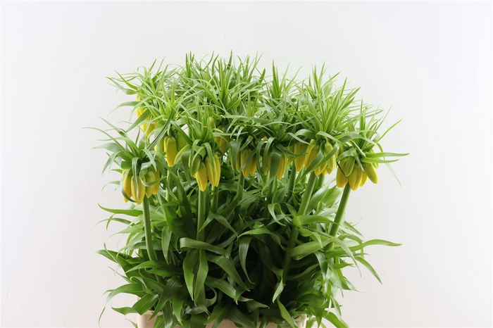 <h4>Fritillaria Imp Yellow Sweet</h4>
