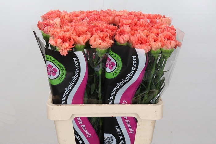 <h4>Dianthus St Goopy Geer</h4>