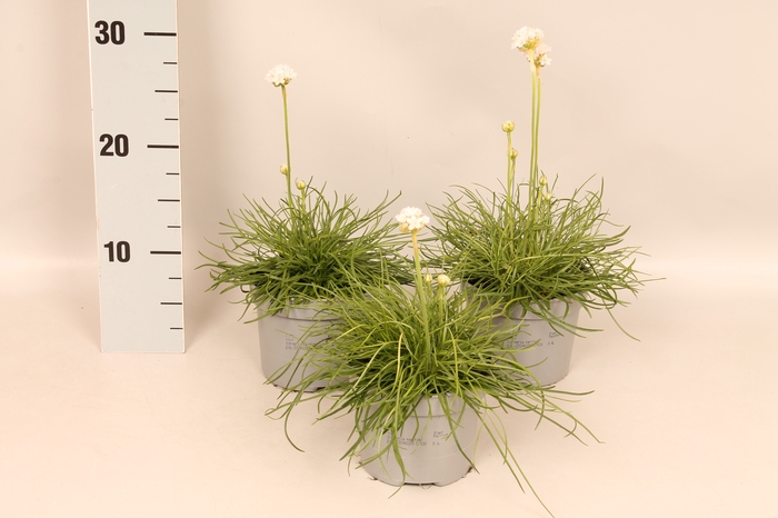 <h4>vaste planten 12 cm Armeria maritima White</h4>
