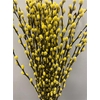 Salix Pussy Willow Yellow