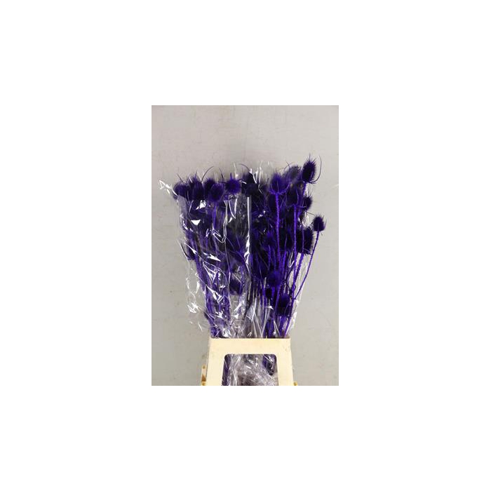 <h4>Df Dipsacus Purple Bs 130g</h4>