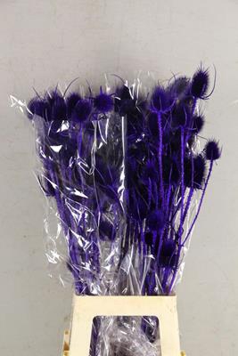 <h4>Df dipsacus purple bs 130g</h4>