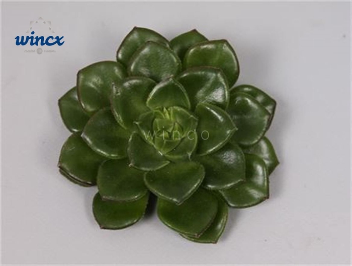 <h4>Echeveria Affinus Cutflower Wincx-5cm</h4>