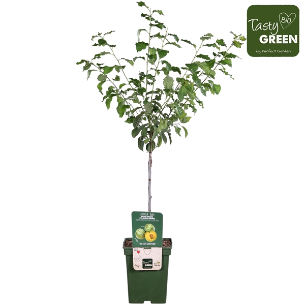 <h4>Prunus domestica Reine-Claude Verte Bio P23</h4>
