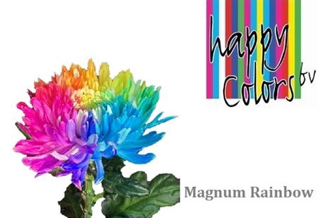 <h4>Chr G Magnum Rainbow</h4>